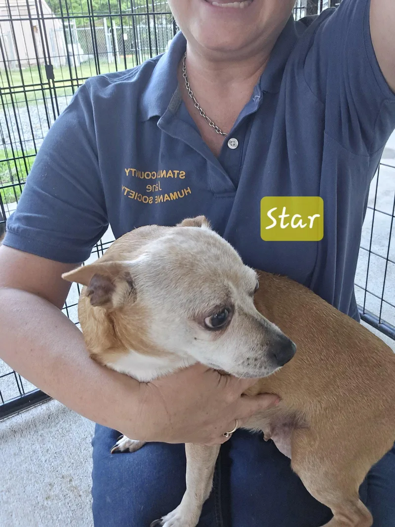 A senior small-sized female Chihuahua dog named Star for adoption in Albemarle, NC