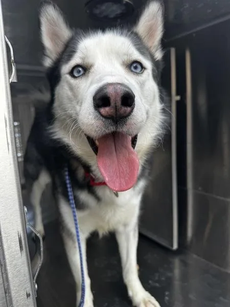 An adult large-sized male Mixed Breed dog named Marco for adoption in Austin, TX