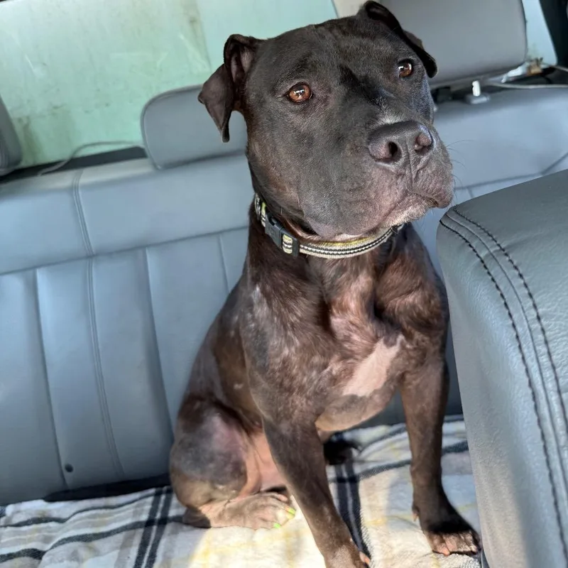 An adult large-sized male Pit Bull Terrier dog named Obsidian for adoption in Galveston, TX