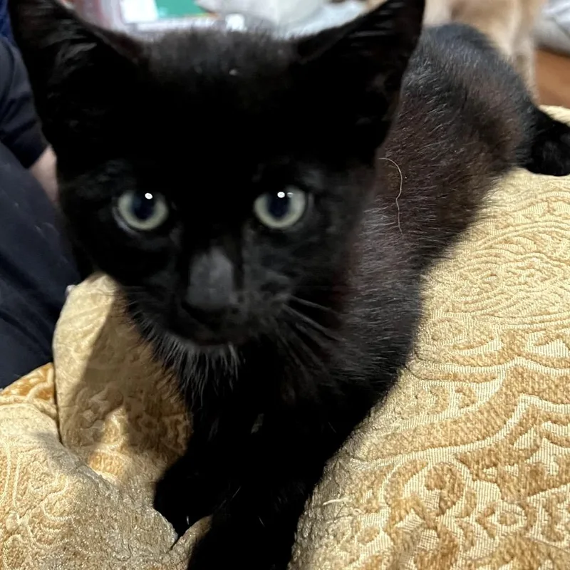 A baby small-sized male Black Domestic Short Hair cat named Saturn for adoption in Long Beach, CA