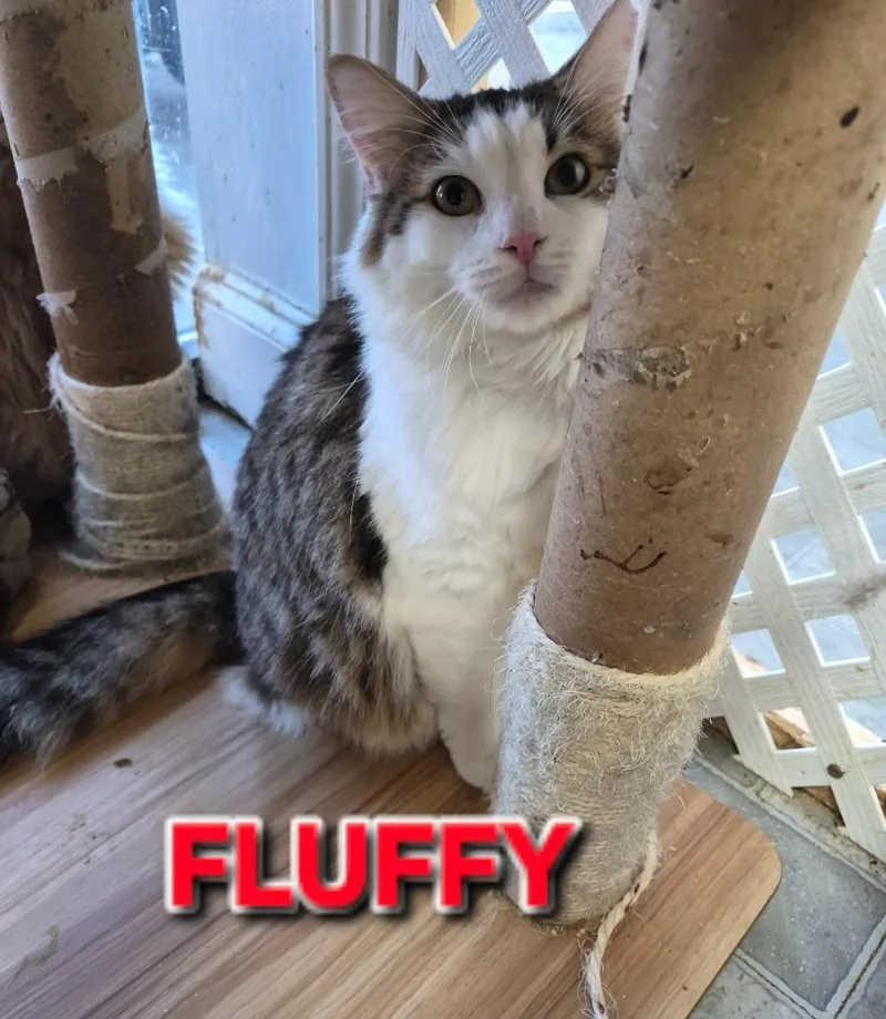 A young medium-sized male Domestic Long Hair cat named Fluffy for adoption in Rome, GA