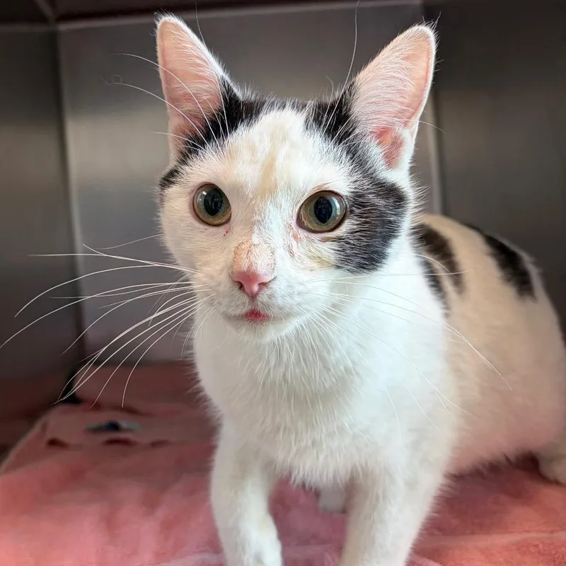 A young medium-sized male White Domestic Short Hair cat named Dallas for adoption in Council Bluffs, IA