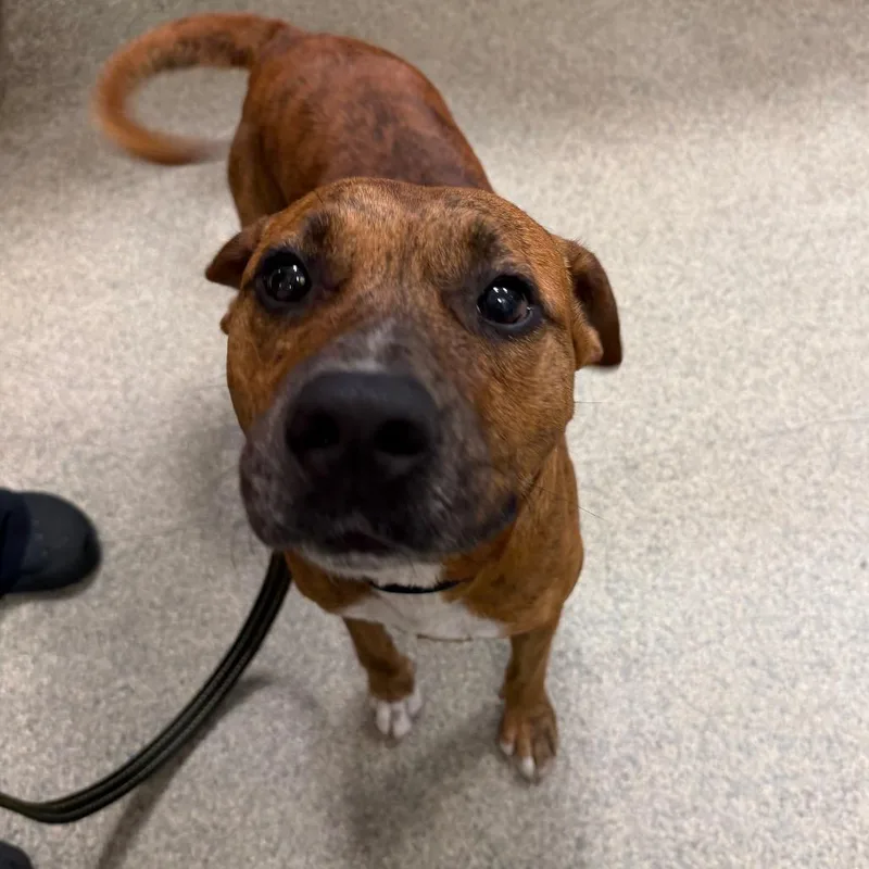 An adult large-sized male Mixed Breed dog named Gunner for adoption in Jacksonville, FL