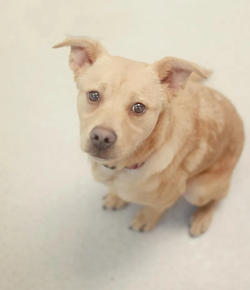 A young medium-sized male Yellow / Tan / Blond / Fawn Labrador Retriever dog named Kirk for adoption in Pontiac, MI