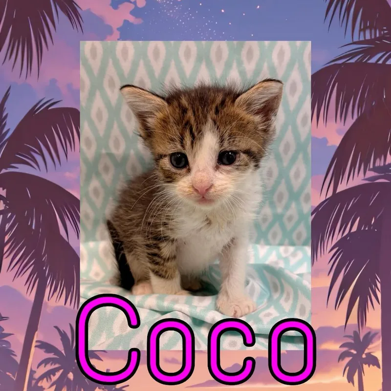 Coco
