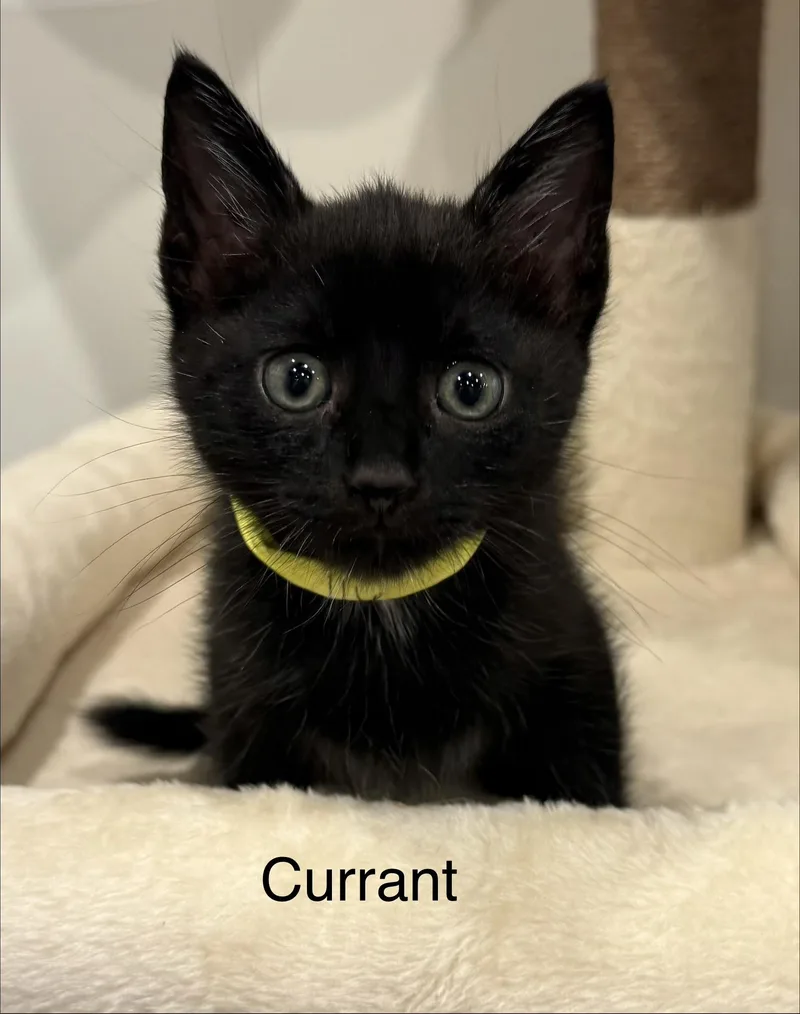 A baby medium-sized male Black Domestic Short Hair cat named Currant for adoption in Leesburg, VA