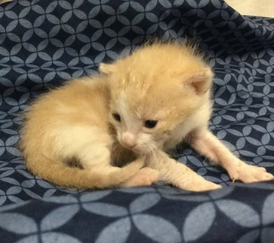A baby small-sized male Domestic Short Hair cat named Colton for adoption in Riverside, CA