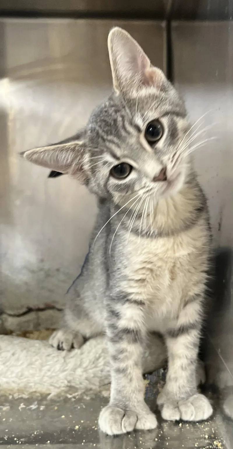 A young medium-sized female American Shorthair cat named Megan for adoption in Massapequa, NY