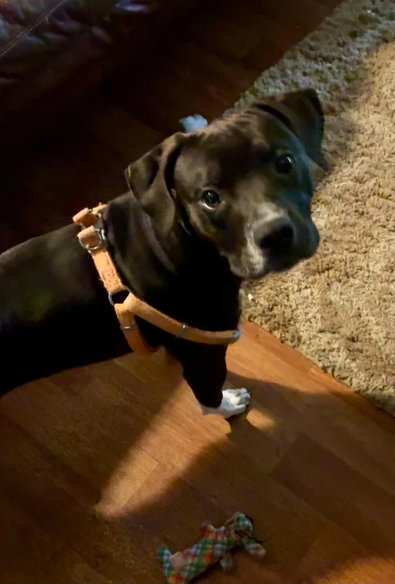 A young medium-sized male Boxer dog named Zeus for adoption in Holly Springs, NC