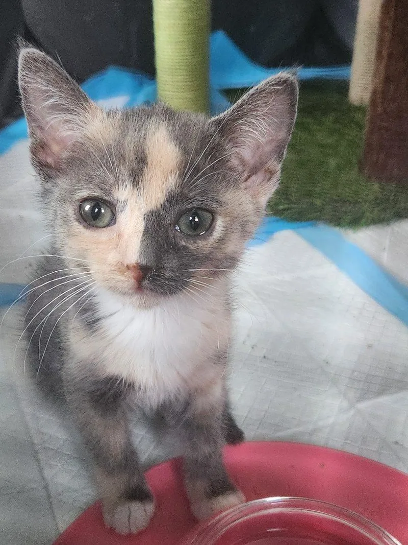 A baby small-sized female Domestic Short Hair cat named Genesis for adoption in Rio Linda, CA