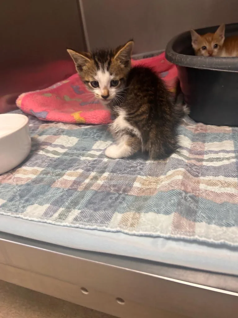 A baby small-sized male Domestic Short Hair cat named Freddie for adoption in New Manchester, WV