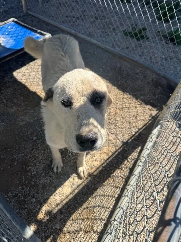 A young medium-sized male Great Pyrenees dog named Moose for adoption in Georgetown, OH