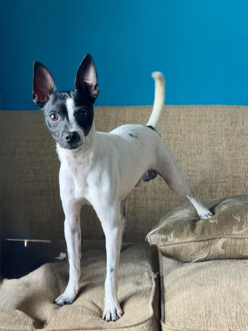 A young small-sized male Chihuahua dog named Roland for adoption in Fort Collins, CO