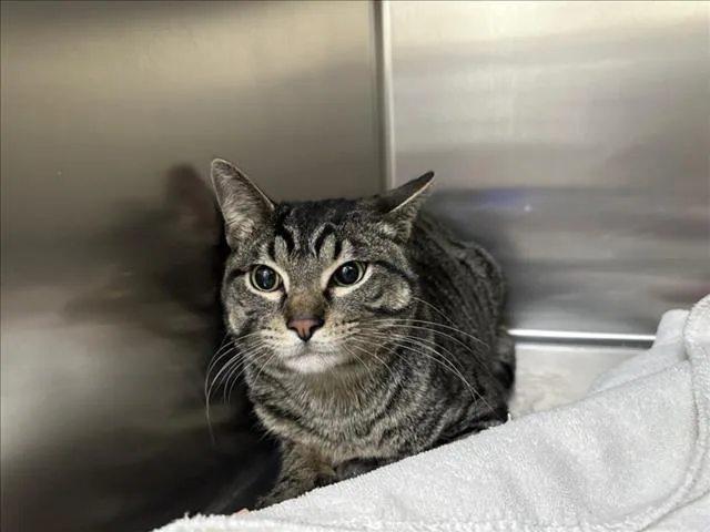 A young medium-sized male Domestic Short Hair cat named Caleb for adoption in Santa Fe, NM
