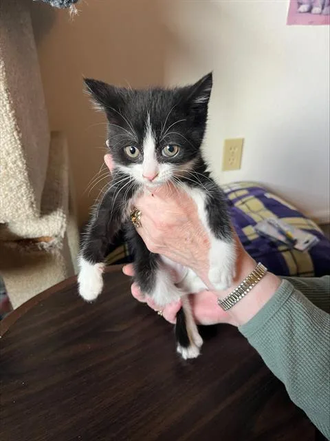 A baby small-sized female Domestic Short Hair cat named Fiona for adoption in Kent, WA