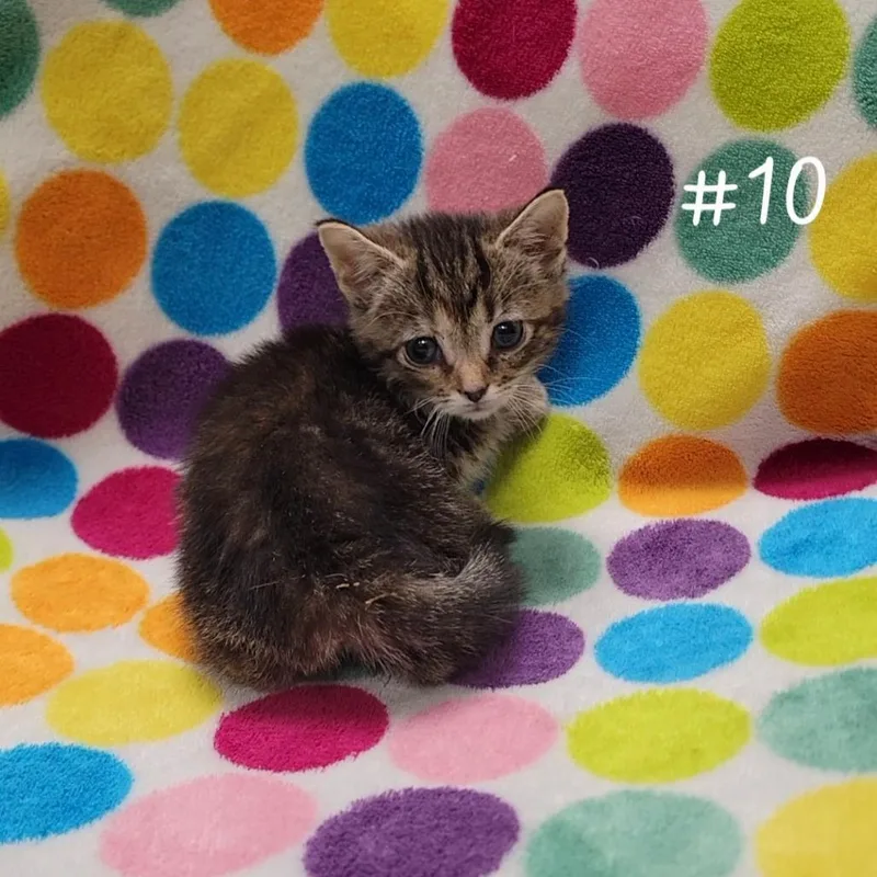 A baby small-sized female Brown / Chocolate Domestic Short Hair cat named Hallie for adoption in Parkersburg, WV