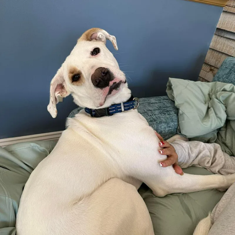A young medium-sized male White / Cream Boxer dog named Lumos for adoption in Warren, RI