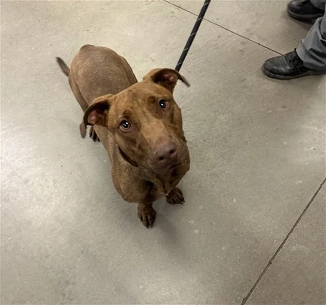 An adult large-sized male Pit Bull Terrier dog named Jalen for adoption in Phoenix, AZ