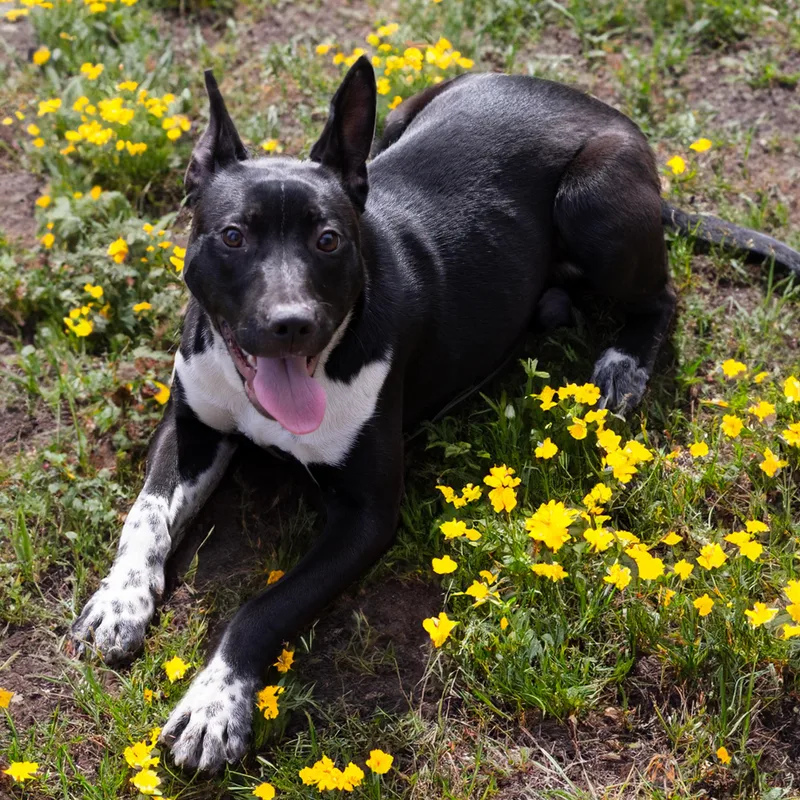 A young medium-sized female Black Border Collie dog named Matilda for adoption in Athens, AL