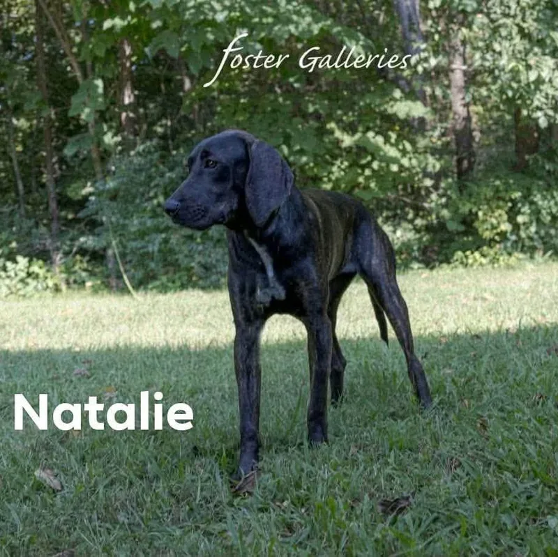 A young medium-sized female Plott Hound dog named Natalie for adoption in Spring Hill, TN