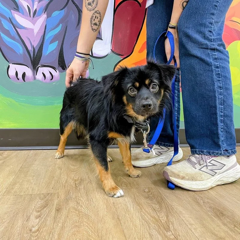 A young small-sized male Black Australian Shepherd dog named Widget for adoption in Lyndhurst, VA