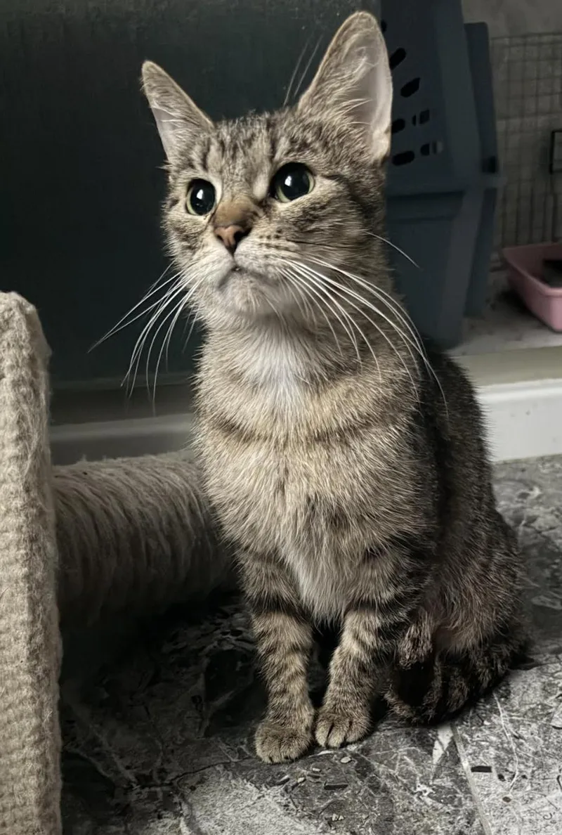 An adult medium-sized female Domestic Short Hair cat named Fairway for adoption in Wheaton, IL