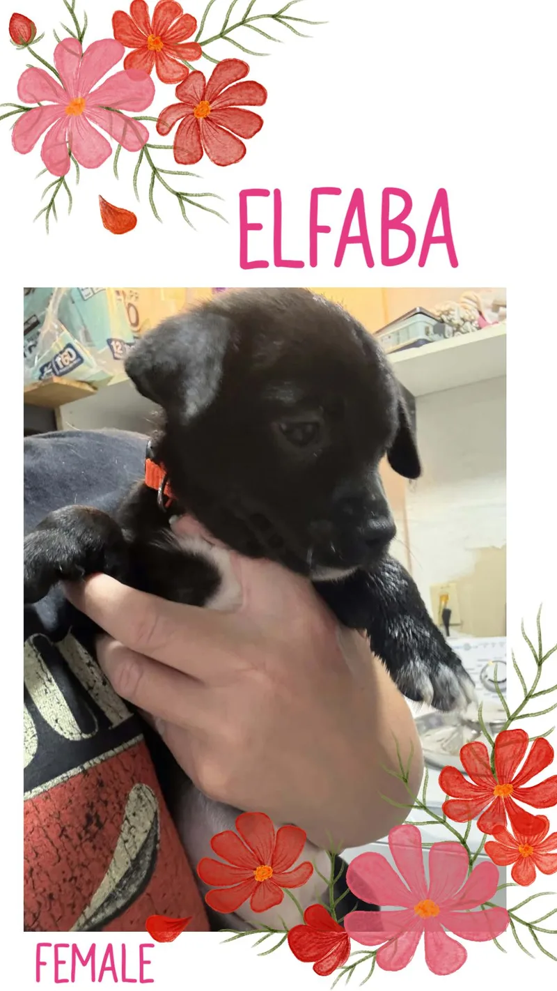 A baby small-sized female Chihuahua dog named Elafaba for adoption in Eugene, OR