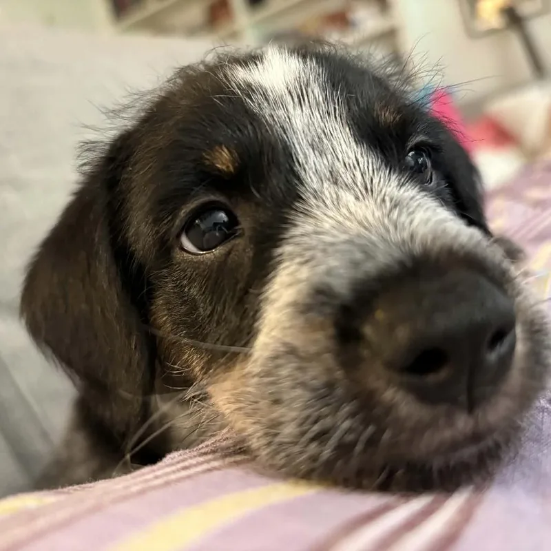 Smoochie