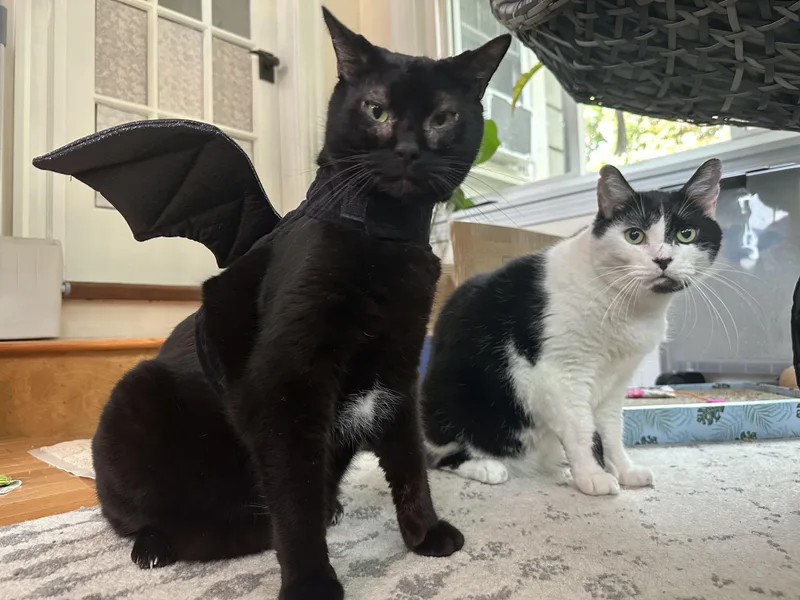An adult large-sized male Domestic Short Hair cat named Toby & Winston for adoption in Worcester, MA