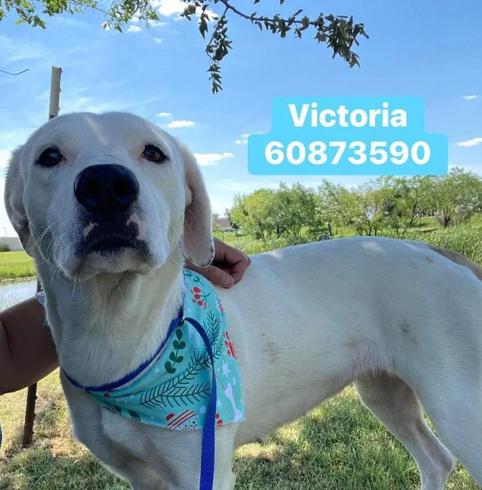 A young medium-sized female White / Cream Retriever dog named Victoria for adoption in Dallas, TX