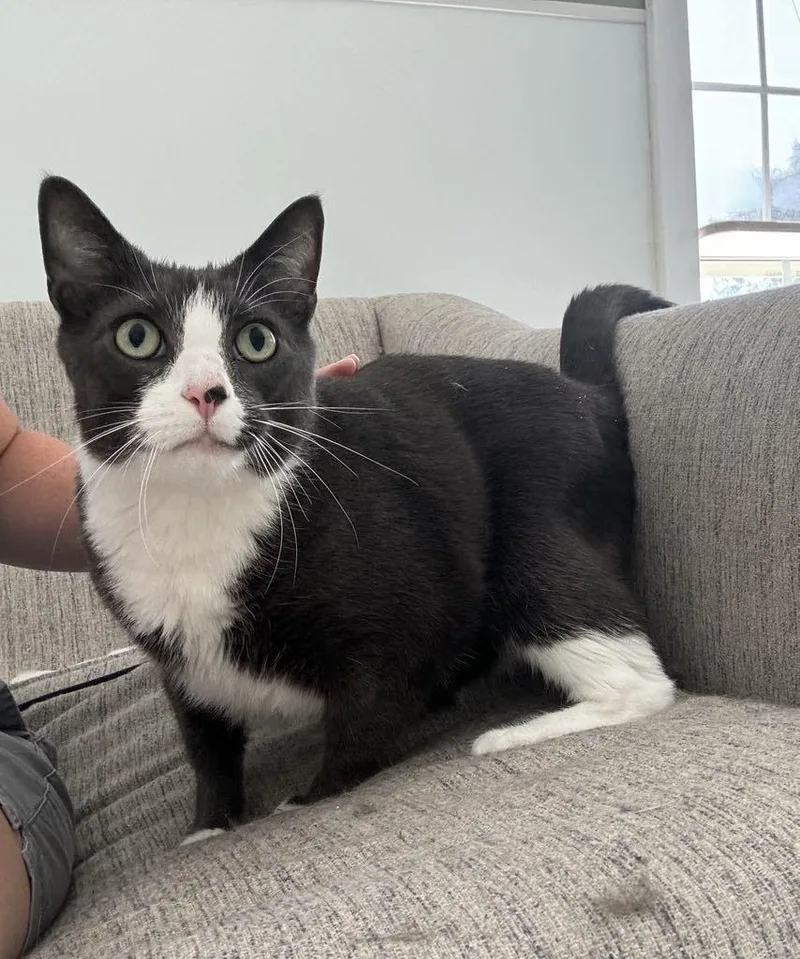 An adult extra large-sized male Gray & White Domestic Short Hair cat named Lucky for adoption in Queenstown, MD