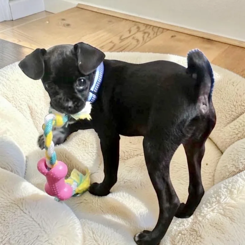 A baby small-sized female Black Pug dog named Lulu for adoption in Austin, TX