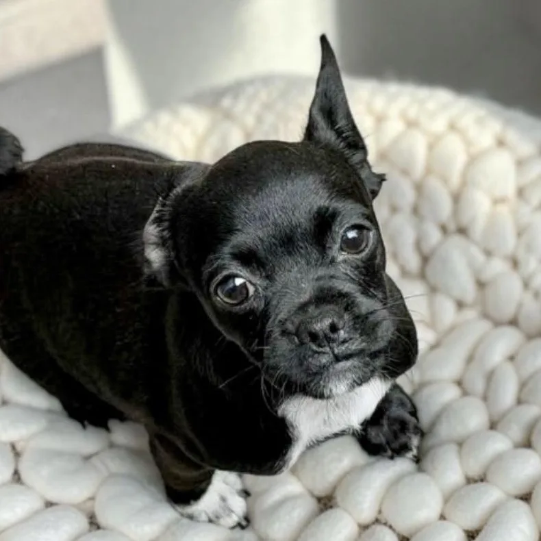 Lulu thumbnail 2