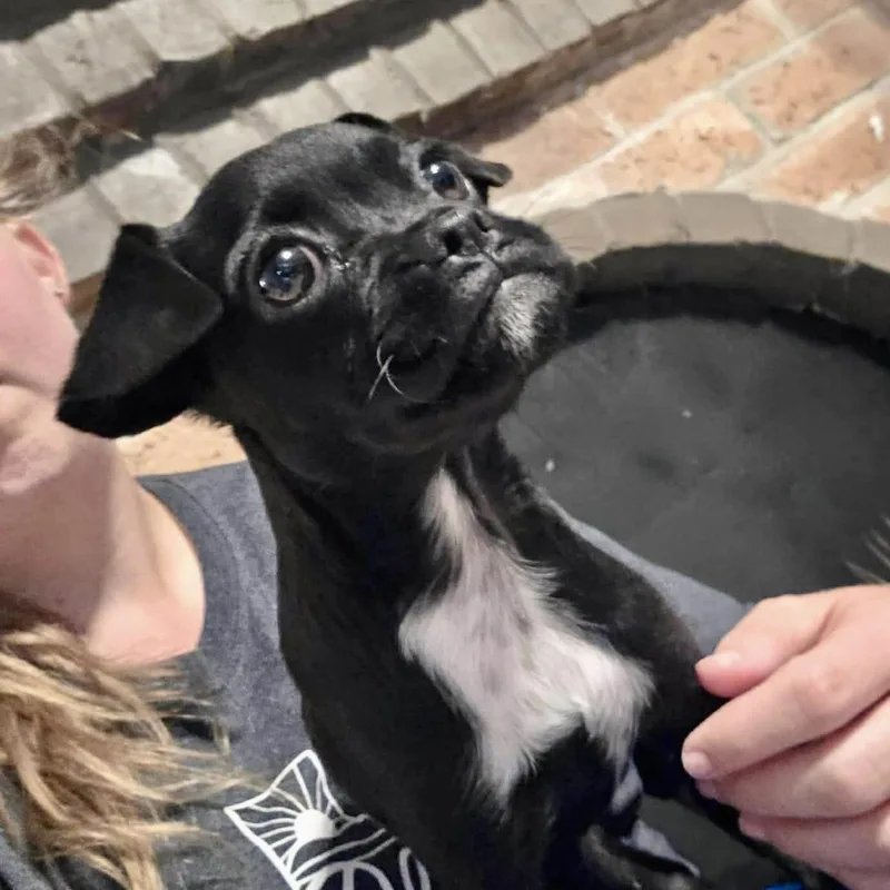 Lulu thumbnail 3