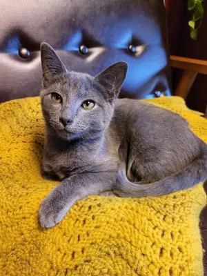 A young medium-sized male Gray / Blue / Silver Domestic Short Hair cat named Propane for adoption in Columbia, SC