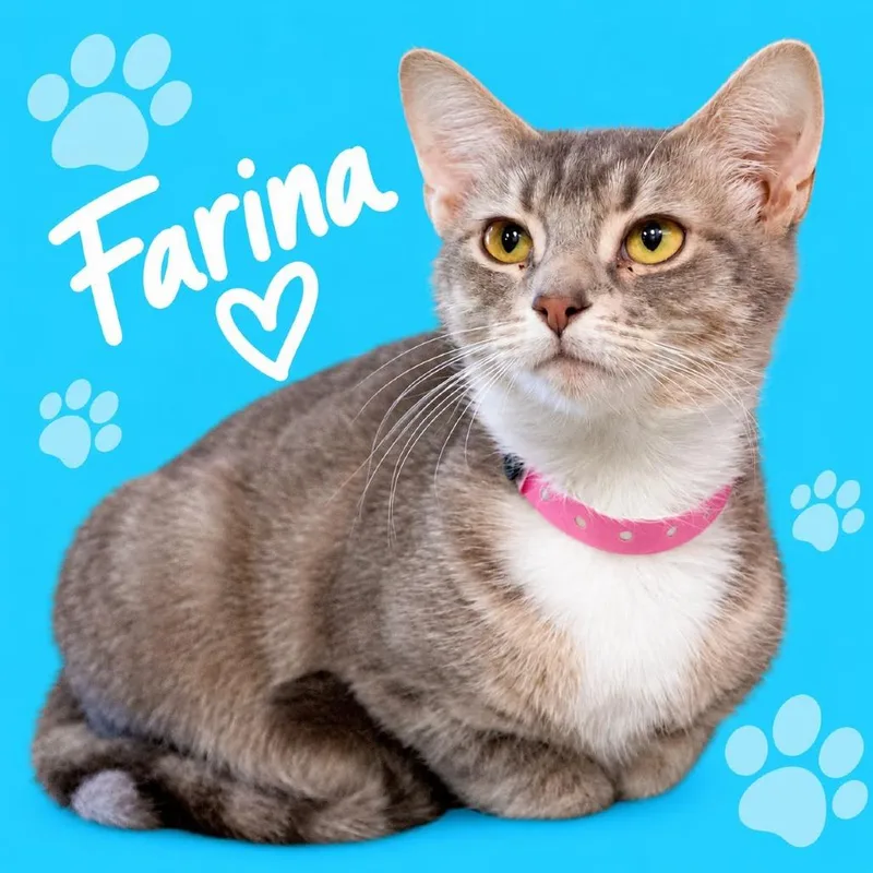 Farina thumbnail 5