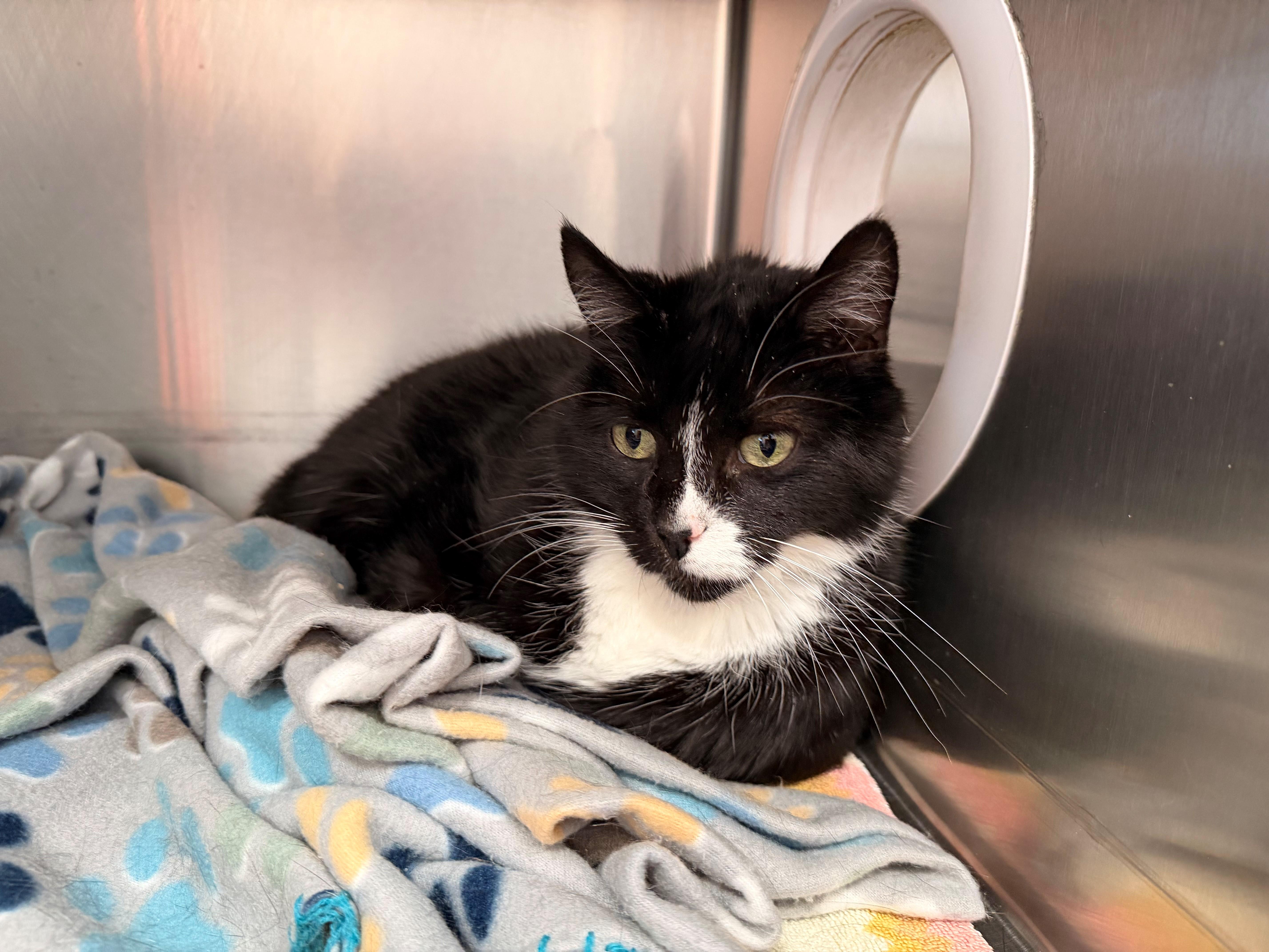An adult large-sized male Black & White / Tuxedo Domestic Medium Hair cat named Merlot for adoption in Westerly, RI