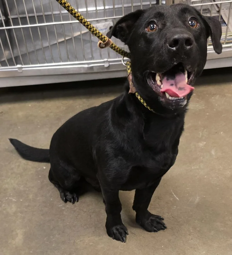 A young medium-sized male Basset Hound dog named Low Rider for adoption in Murphysboro, IL