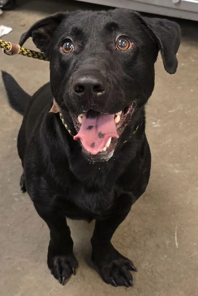 Low Rider thumbnail 2