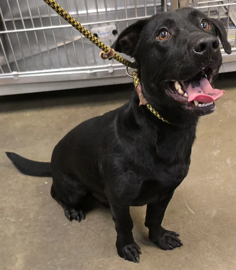 Low Rider thumbnail 3