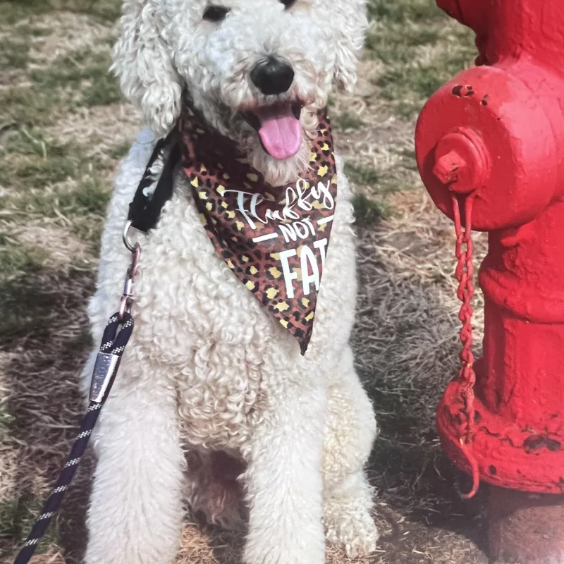 A young large-sized male Yellow / Tan / Blond / Fawn Standard Poodle dog named Chance for adoption in Hutchinson, KS