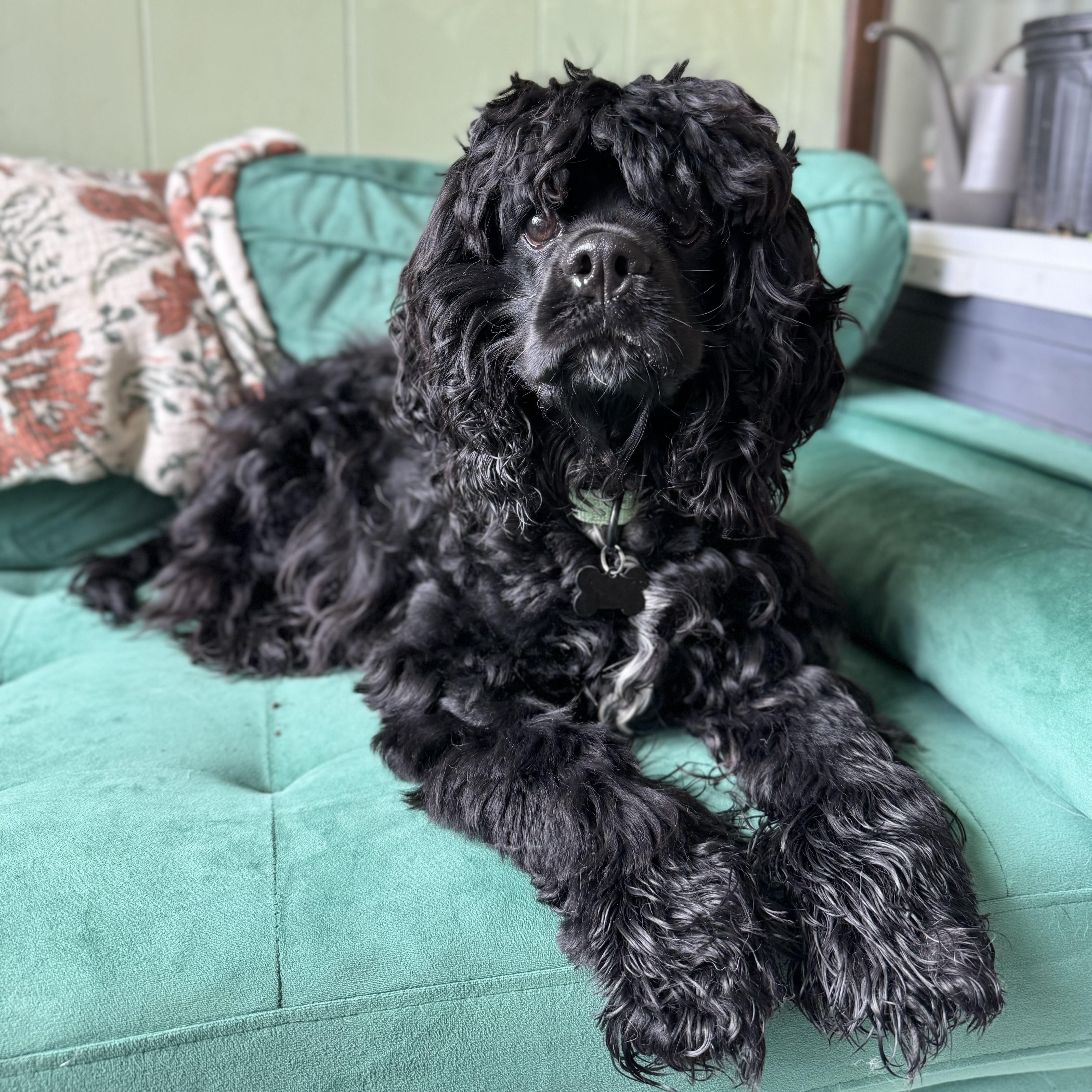 A baby small-sized male Black Cocker Spaniel dog named Ozzie for adoption in China Township, MI