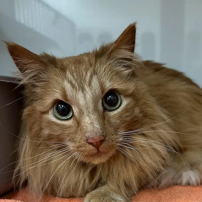A senior large-sized male Orange / Red Domestic Long Hair cat named Kurama for adoption in Redwood City, CA
