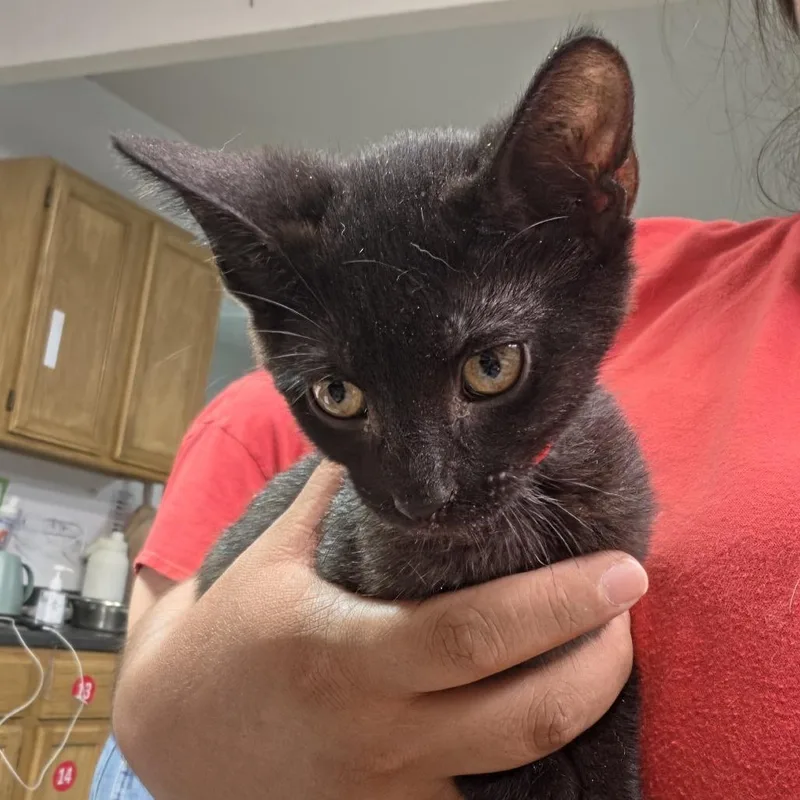 A baby small-sized male Black Domestic Short Hair cat named ToeBean for adoption in Leander, TX