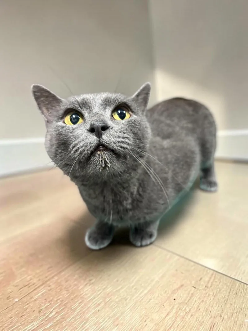 An adult medium-sized female Gray / Blue / Silver Domestic Short Hair cat named Reva for adoption in Champaign, IL