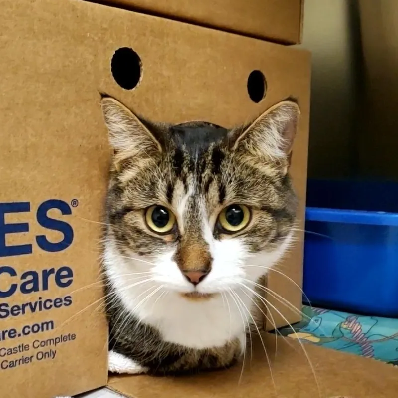 An adult large-sized female Domestic Short Hair cat named Red Robin for adoption in Novelty, OH