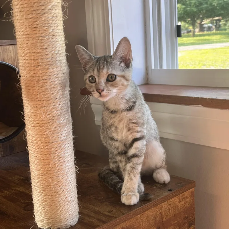 A baby small-sized female Torbie Domestic Short Hair cat named Gorgonzola for adoption in Lewis Center, OH