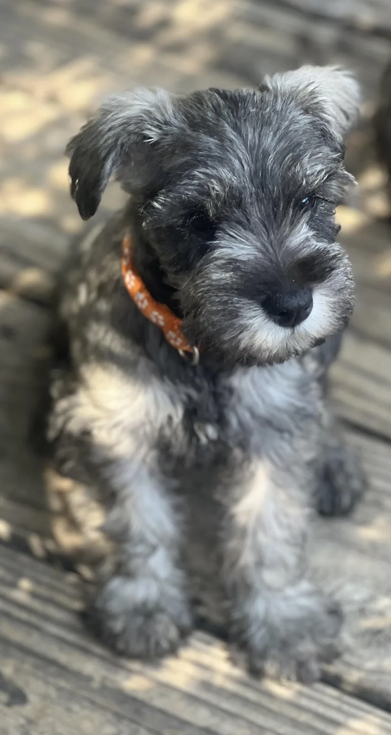 A baby small-sized female Gray / Blue / Silver Miniature Schnauzer dog named Rumer for adoption in Encino, CA