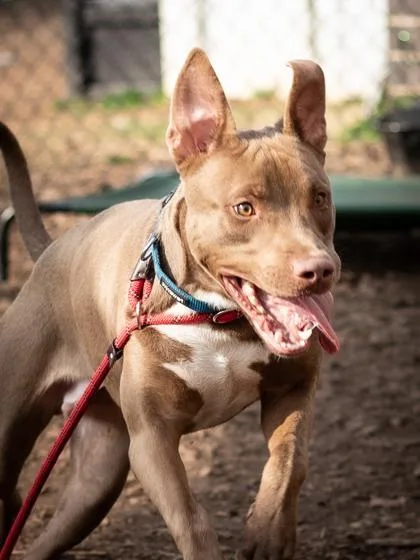 An adult large-sized male Mixed Breed dog named River for adoption in Chamblee, GA