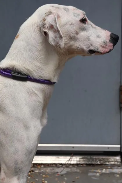 An adult medium-sized female Hound dog named Billie Howliday for adoption in New Orleans, LA